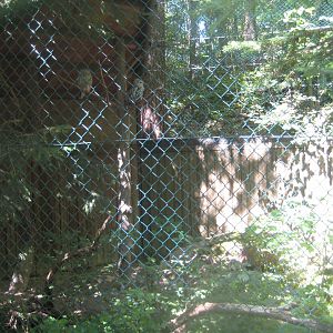 Nürnberg Tiergarten - Ural owl aviary