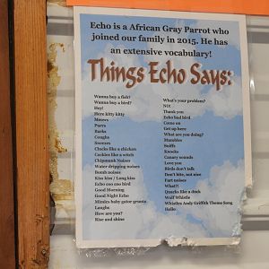 Things Echo Can Say