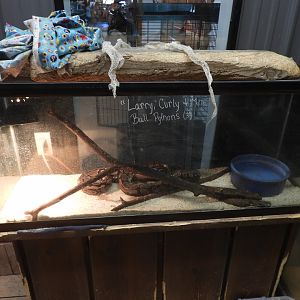 Ball Python exhibit - Motorcycle Shop - Doc's Harley-Davidson
