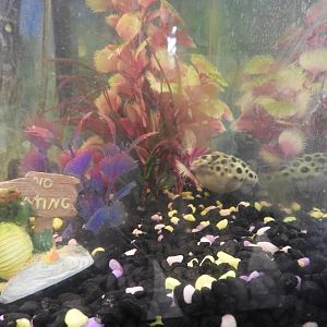 Green Spot Puffer (Tetraodon nigroviridis)