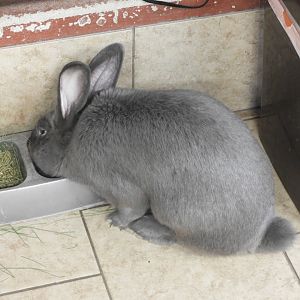 Domestic Rabbit (Oryctolagus cuniculus domesticus)