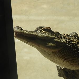 American Alligator (Alligator mississippiensis)