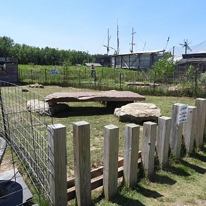 African Spurred Tortoise walk-through exhibit