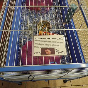 Domestic Guinea Pig exhibit - Motorcycle Dealer - Doc's Harley-Davidson