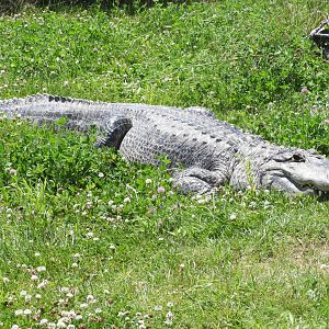 American Alligator (Alligator mississippiensis)