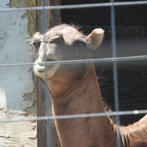 Dromedary x Bactrian Camel hybrid