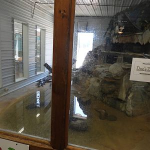 American Alligator/Alligator Snapping Turtle exhibit - Motorcycle Shop - Doc's Harley-Davidson