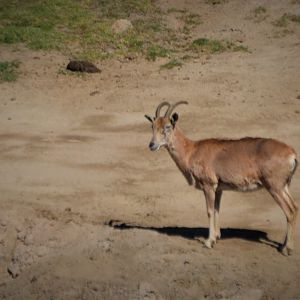 Caprid ID (April 2019)