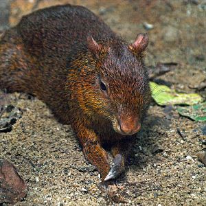 Azara's agouti