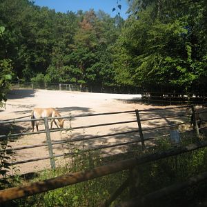 Nürnberg Tiergarten - Wild horse exhibit