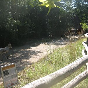 Nürnberg Tiergarten - Zebra exhibit