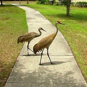 Social Distancing With Sandhills - YouTube