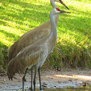 Sandhill Cranes