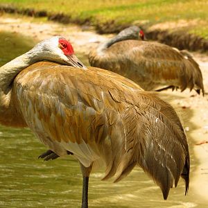 Sandhill Cranes Resting