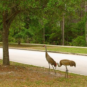 Sandhill Cranes By Road