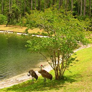 Sandhill Cranes Under Tree