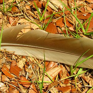 Sandhill Crane Feather