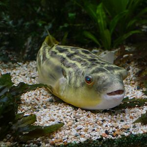 Fahaka pufferfish