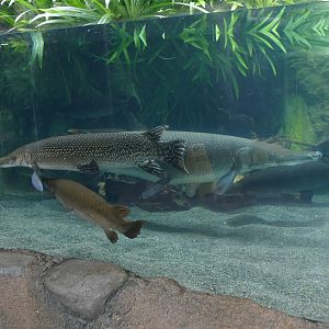 Alligator gar's