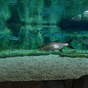 Atlantic Tarpon exhibit