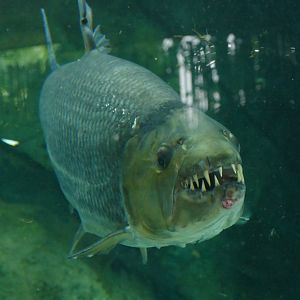 Goliath Tigerfish