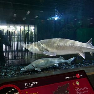 Amur Sturgeon