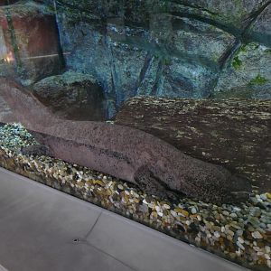Chinese giant salamander