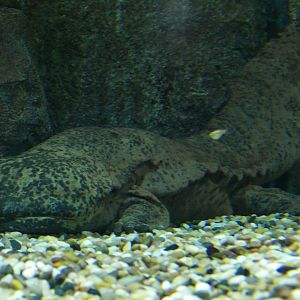 Chinese giant salamander