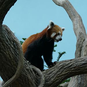 Red panda