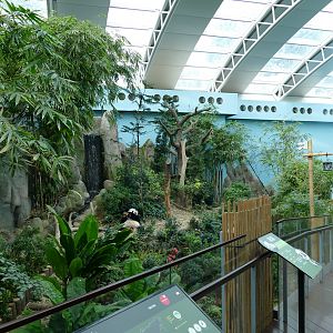 Gaint panda in its exhibit