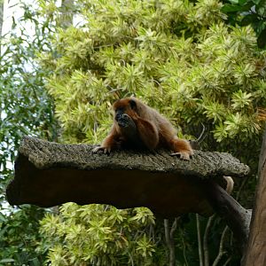 Black howler monkey
