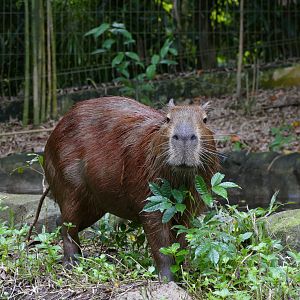 Capybara