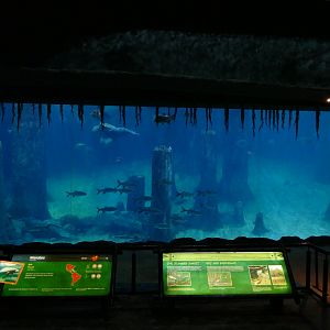 Amazon Flooded forest tank - Main viewing window