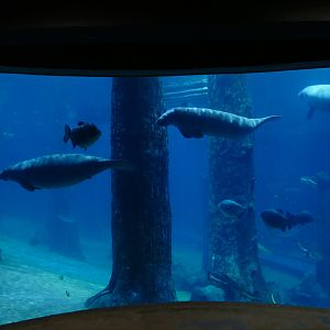 Amazon Flooded forest tank - second viewing window