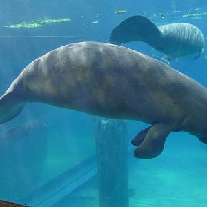 Manatee