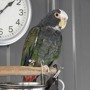 White-capped Parrot (Pionus seniloides)