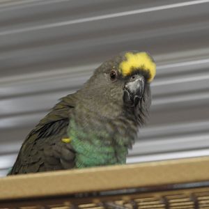 Meyer's Parrot (Poicephalus meyeri)