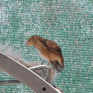Small Brown Passerine ID?
