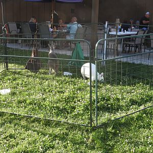 Bennett's Wallaby/Red Kangaroo exhibit