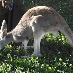 Red Kangaroo (Osphranter rufus)