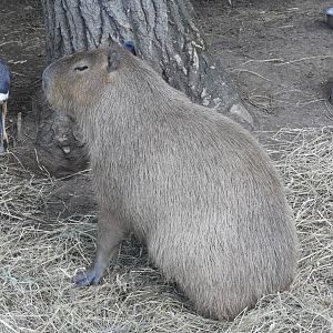 Capybara (Hydrochoerus hydrochaeris)