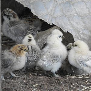 Domestic Chicken (Gallus gaullus domesticus) chicks
