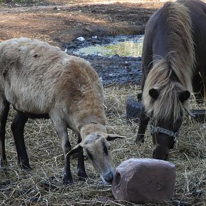 Domestic Goat (Capra aegagrus hircus) and Domestic Horse (Equus ferus caballus)