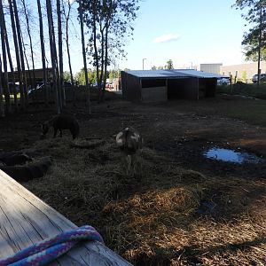 Dromedary/Domestic Goat/Domestic Sheep/Domestic Horse/Domestic Greylag Goose/Domestic Greylag x Swan Goose exhibit