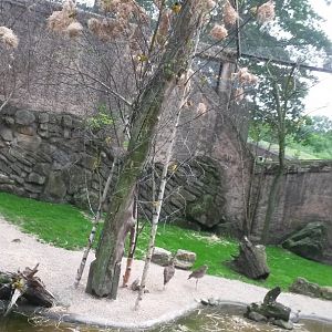 Village weaver and Spotted thick-knee, Naturzoo Rheine