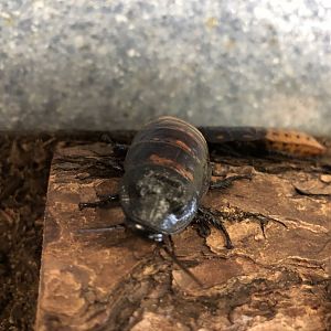 Madagascar hissing cockroaches