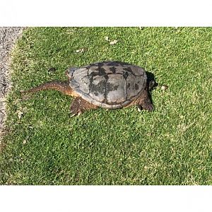 Common Snapping Turtle
