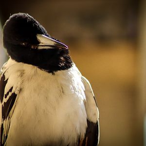 Sunbathing Pied Butcherbird (Cracticus nigrogularis)