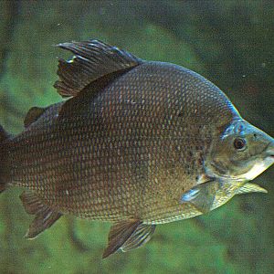 Distichodus sexfasciatus