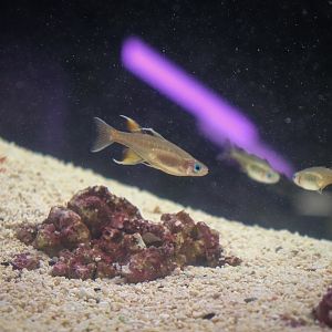 Pacific Blue-eye (Pseudomugil signifer) - Royal Queensland Show 2018